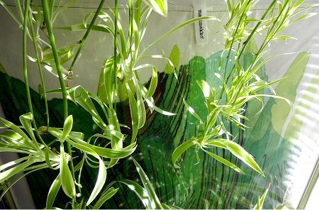 marimekko　と　観葉植物