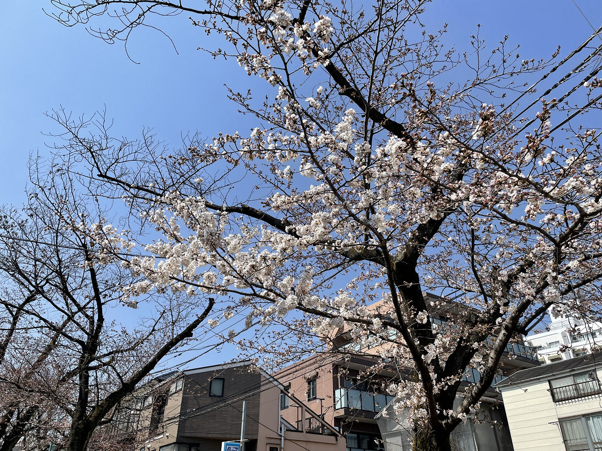 東京で桜咲き始める＠2022年 by天空オフィシャルブログ所蔵画像