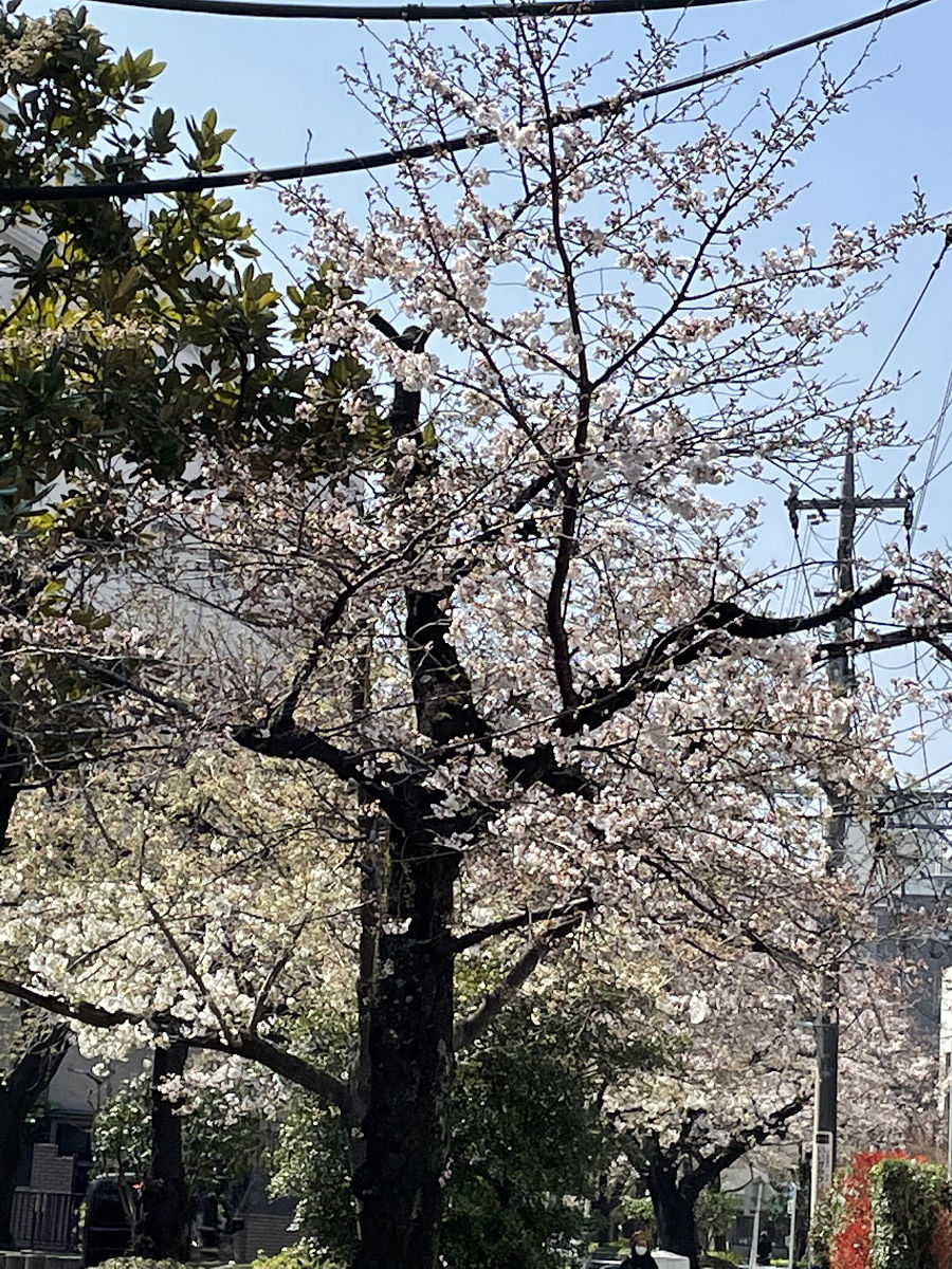 東京で桜咲き始める＠2022年 by天空オフィシャルブログ所蔵画像