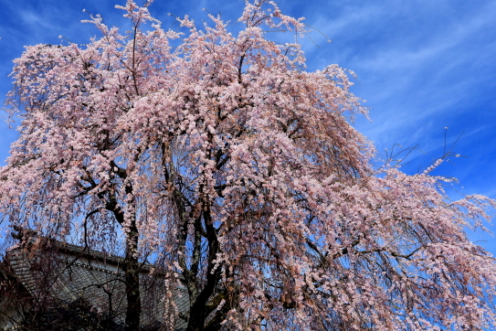 雲彩寺のしだれ桜