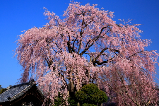 増泉寺のしだれ桜