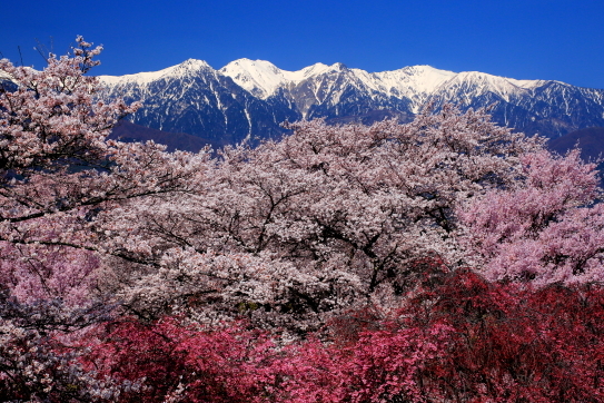 桜と空木岳・南駒ヶ岳