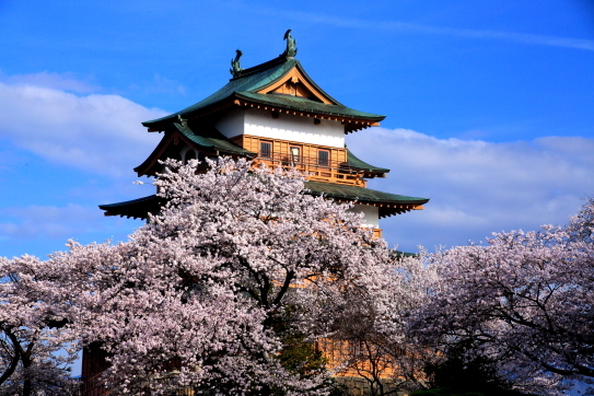 青空に映える高島城天守閣と桜と雲