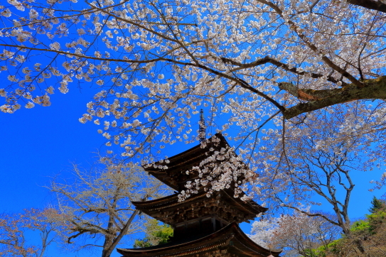 桜咲く前山寺三重塔