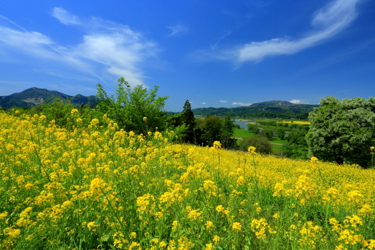 菜の花畑と千曲川と高社山と斑尾山