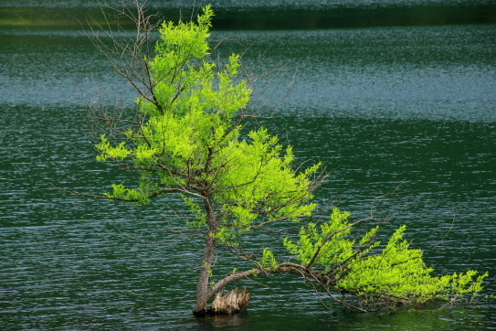 北竜湖に若葉の木立
