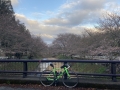 220327橋本橋から玉川のちらほら咲きの桜