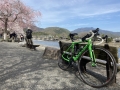 220402嵐山、中ノ島の桜