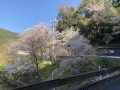 220409水尾の桜