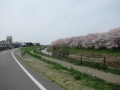 220402桜を愛でつつ自転車道を南下