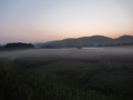220528木津川河川敷の茶畑と朝霧
