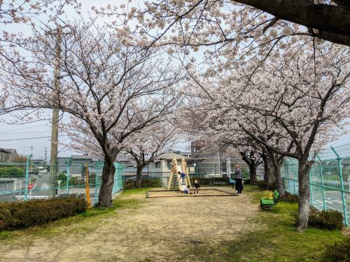 １公園の桜