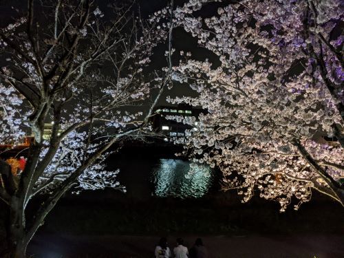 ５夜桜
