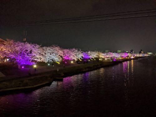 12夜桜