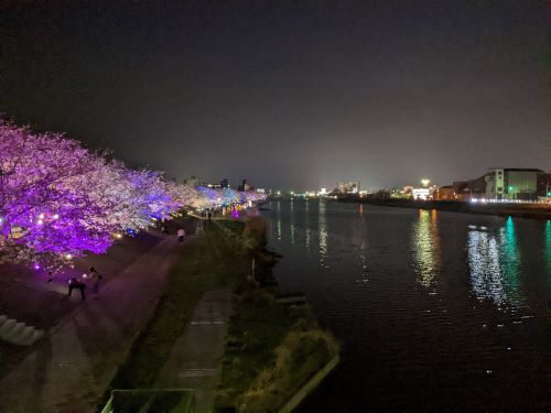 13夜桜