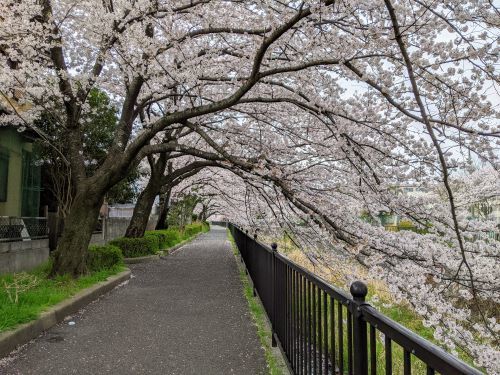 ６桜のトンネル