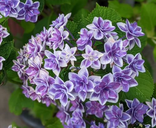 ６紫陽花