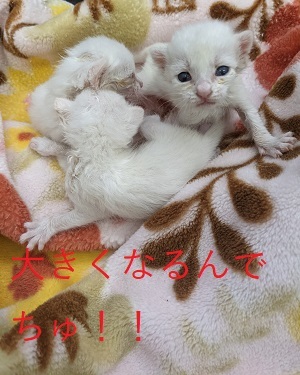 白猫仔猫３匹 (3)