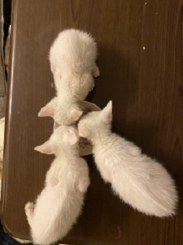 白仔猫３匹 (6)