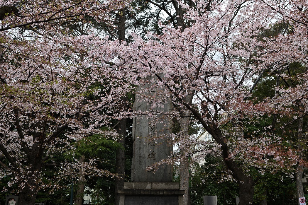 雨中の桜花