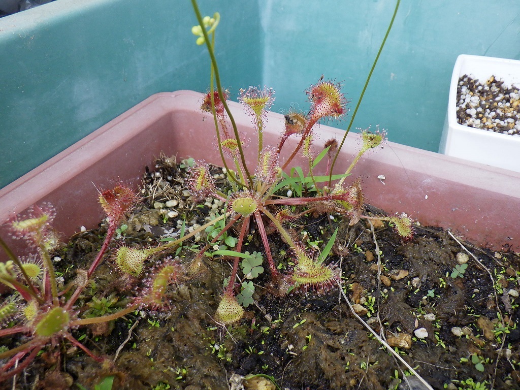 5x Drosera rotundifolia/rundblättriger insettivora-Moor pianta 