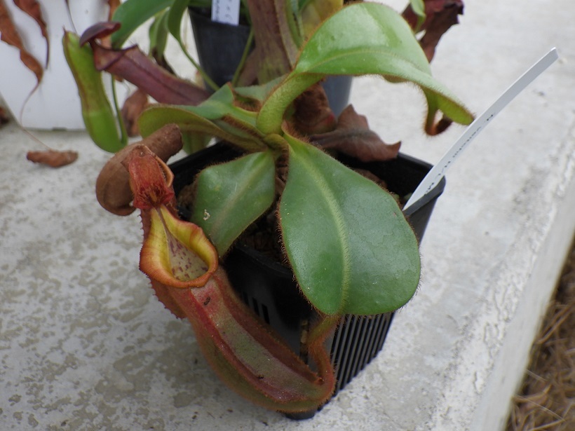 Nepenthes veitchii H/L murud - ネペンテス