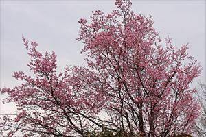 おかめ桜2022・3月_R