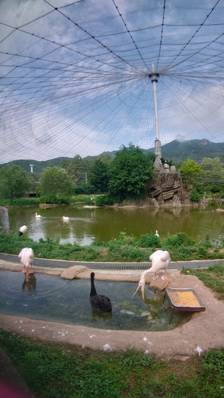 韓国,ソウル動物園 (23)