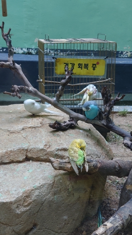 韓国,ソウル動物園 (21)