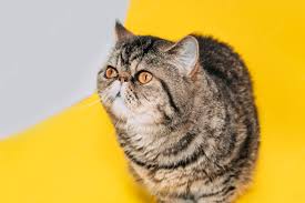 exotic-shorthair-cat-with-yellow-eyes-on-a-yellow-background-tabby_125966-843.jpg