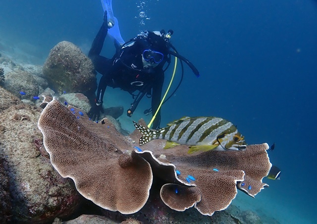 サンゴの上のタカノハダイとHNKちゃん20211114２web