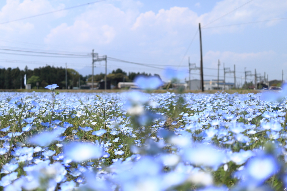 三岐鉄道北勢線大泉駅のネモフィラの花畑の画像