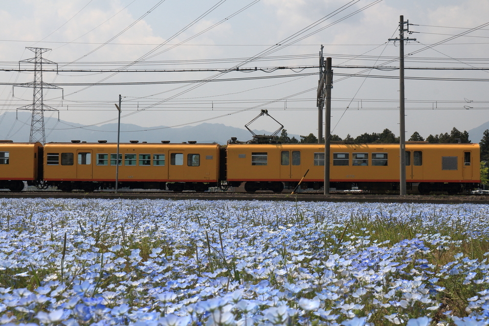 三岐鉄道北勢線大泉駅のネモフィラの花畑の画像