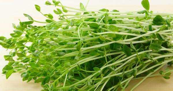bean_sprouts4.jpg