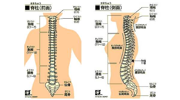 spine02.jpg