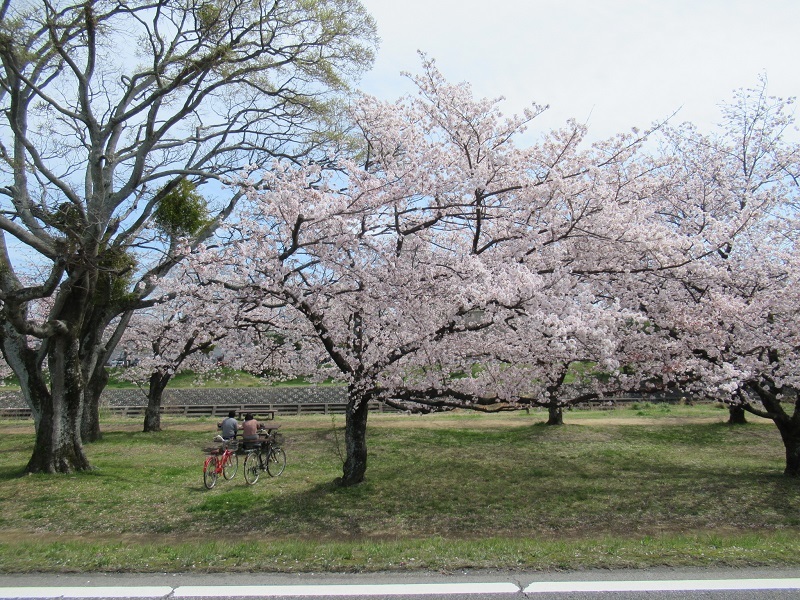 桜の季節0404 (3)