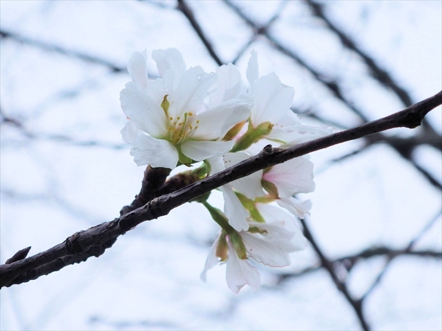 箕田公園の桜