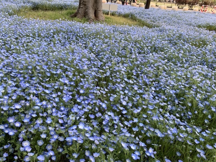 青い花1