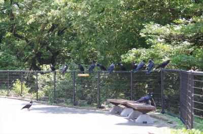 福岡市動物園の烏 カラス 親鳥の群れ