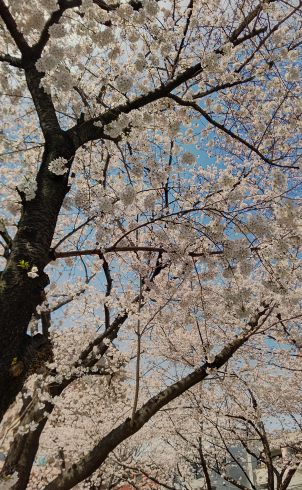 220329公園の桜