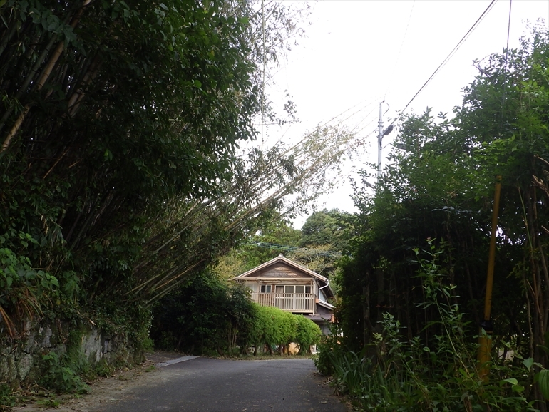 台風で倒れた竹