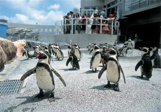 長崎ペンギン水族館 割引