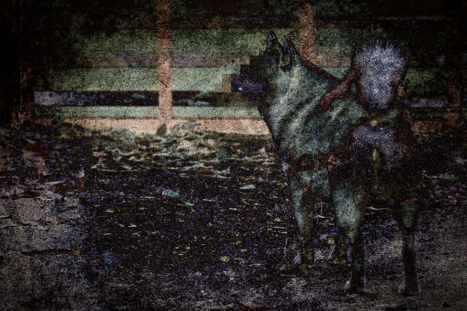 「人面犬」のイメージ画像