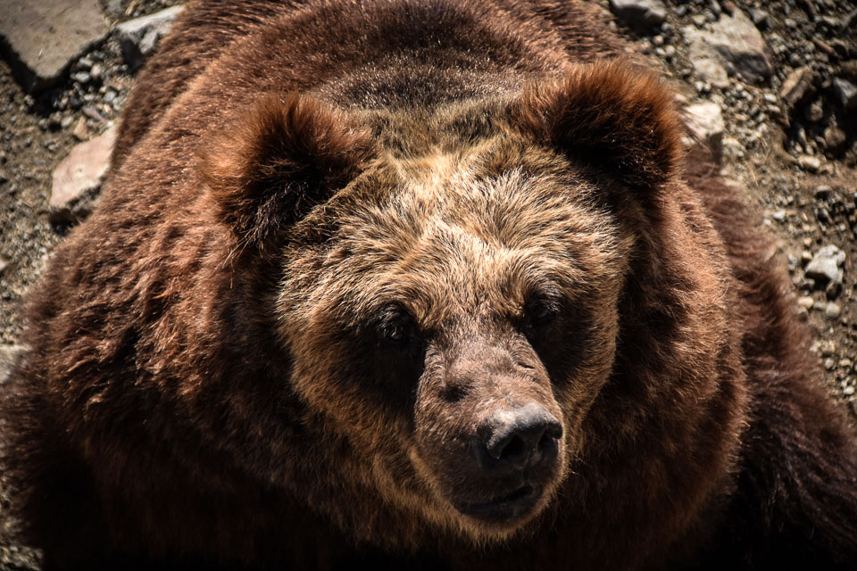 「熊」のイメージ画像