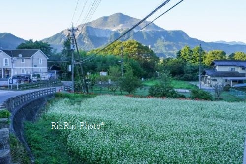2021年９月寺坂手前の蕎麦畑と武甲山
