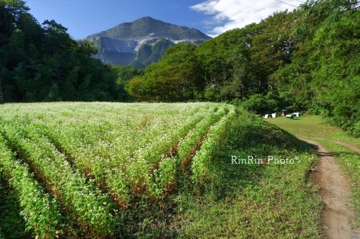 2021年９月寺坂棚田下の蕎麦畑と武甲山