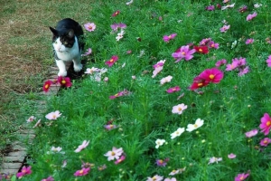 日比谷公園の猫とコスモス