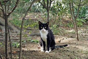 日比谷公園のタキシード猫