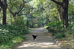 日比谷公園 古桜の小道の猫