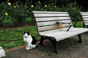 日比谷公園の白黒猫と花 薔薇 (バラ)